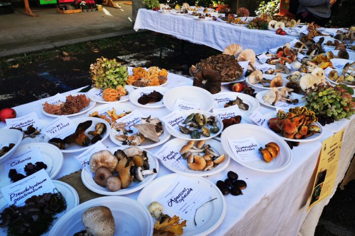 La Tartufesta al Parco del Corno alle Scale: Un Evento da Non Perdere